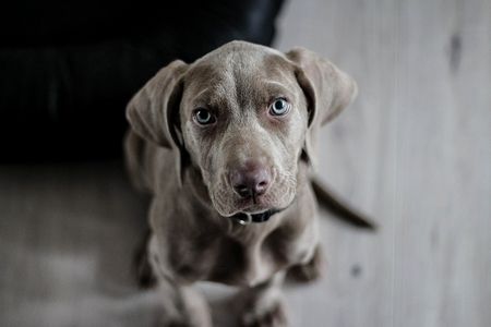 予知犬