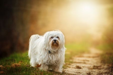 意識不明の弟を追い返す亡き愛犬の霊