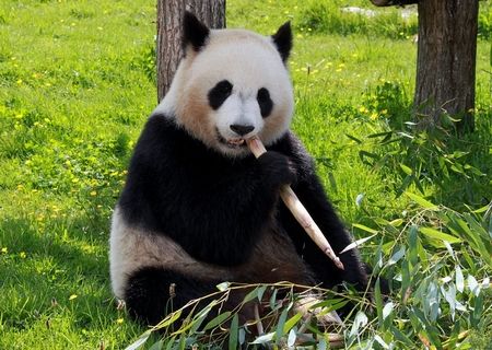 パンダ