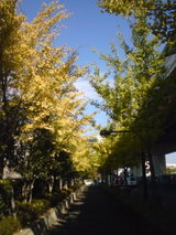 もみじ