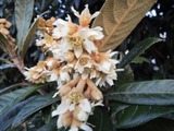 DSCN1432