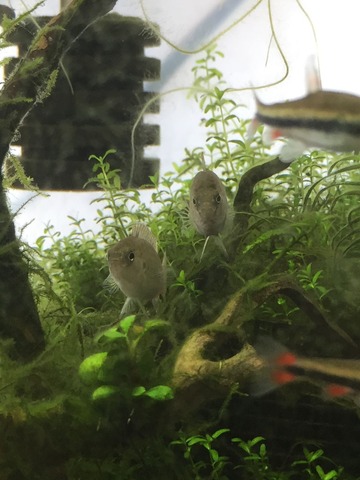 バジズふたり