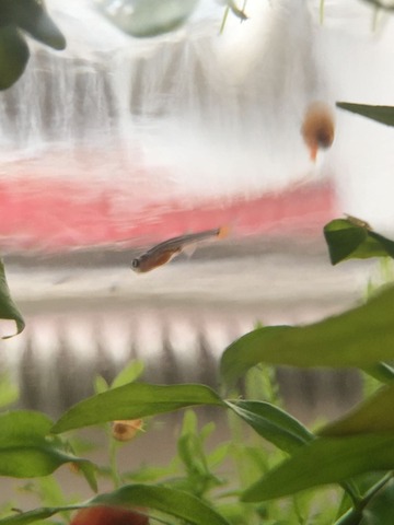 アカヒレ 稚魚
