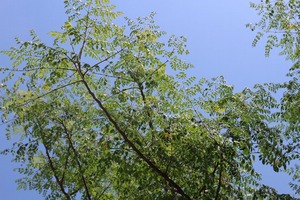 IMG_8968