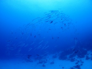 IMG_20180920_063427