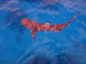 P8280419