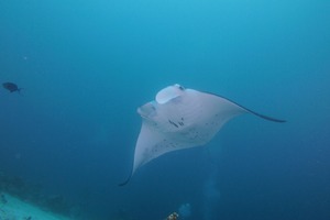 OI001908