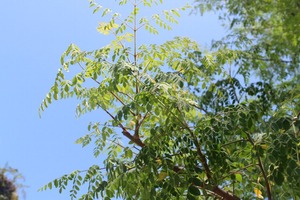 IMG_8965