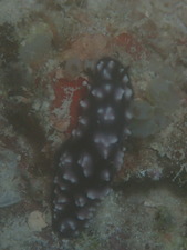 OI000698