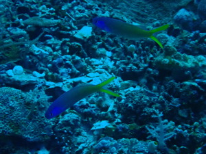 OI001962