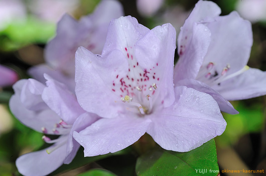 サクラツツジRhododendron tashiroi-1