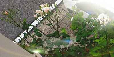 rps20180601_090154_349