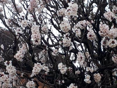 rps20180409_184759_108