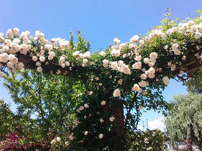 rps20170611_114002_308
