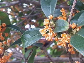 rps20180929_161111_639