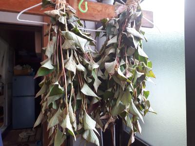 rps20180529_224710_493