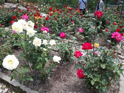 rps20180607_215744