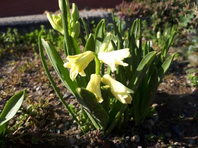 rps20190404_154359_913