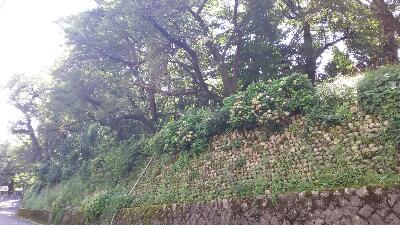 rps20170903_213959_596