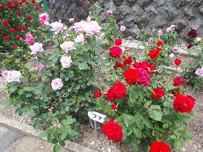 rps20180607_053555_245