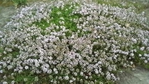 rps20150514_190836_433