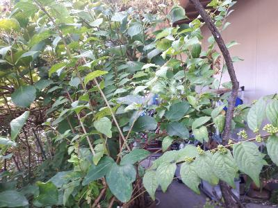 rps20180819_154414_958