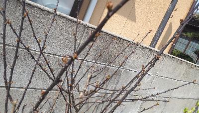 rps20180426_142432_550