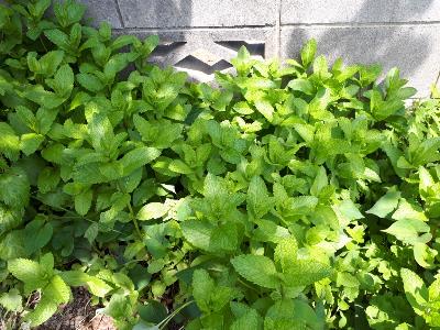 rps20180511_194436_713