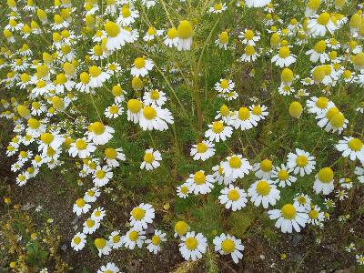 rps20170602_221620_390