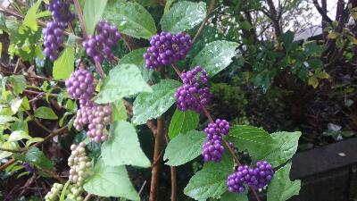 rps20171022_091136_080