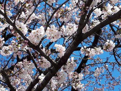 rps20190413_143444_416