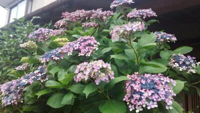 rps20170716_183536_618