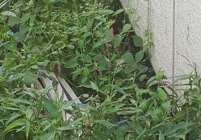 rps20180906_162228_948