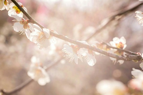 rps20160322_113443_126