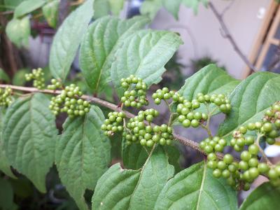 rps20180819_154430_070