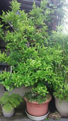 rps20170716_183459_879