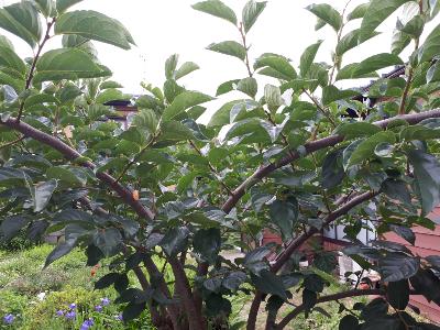 rps20180711_152154_392