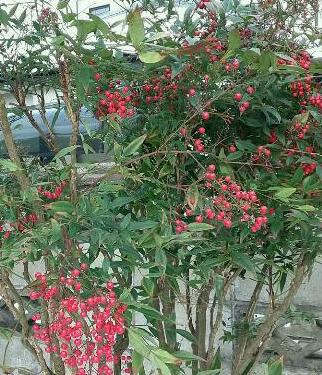 rps20170119_194909_147