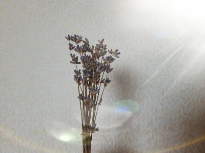 rps20190408_154142_679
