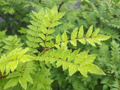 rps20180524_154254_633