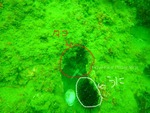 diving_bl3