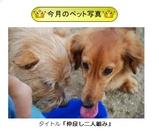 今月の写真