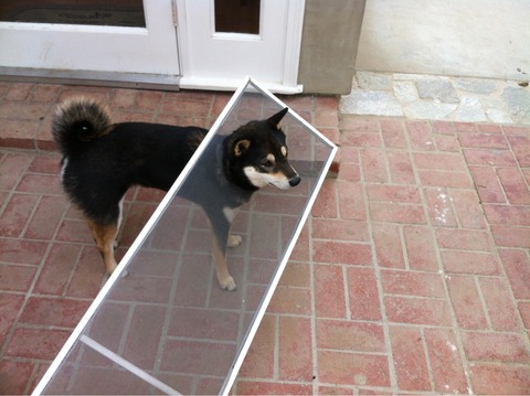 Fotografías-de-perros-Shiba-atorados-en-cosas-3