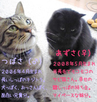 �ͥ������ץ��ե�����