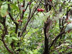 IMG_0888