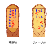 nonp003