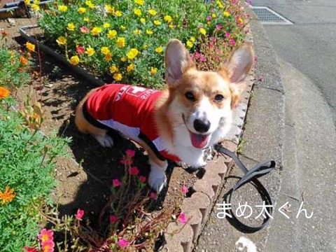 まめ太_メディック_3