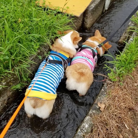 みかんきち_3