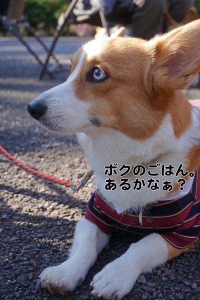IMG_2218_1