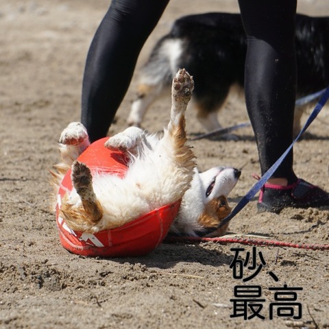 DSC03244_1